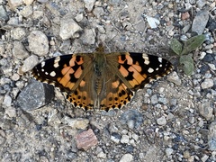 Vanessa cardui
