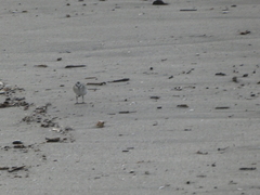 Calidris alba