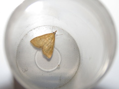 Anania crocealis