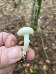 Hygrophorus eburneus