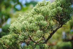 Callitris glaucophylla