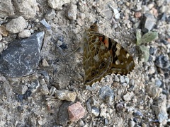 Vanessa cardui