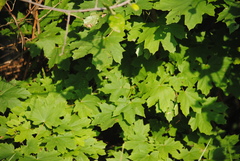 Acer platanoides