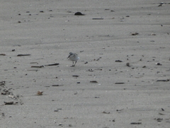 Calidris alba