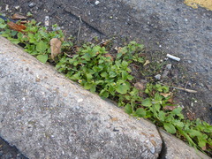 Galinsoga quadriradiata