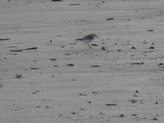 Calidris alba