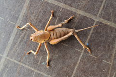 Thyreonotus bidens