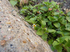 Galinsoga quadriradiata