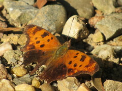 Polygonia comma