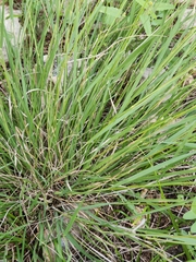 Bouteloua uniflora