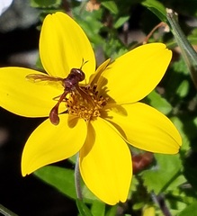 Physocephala burgessi