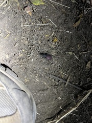 Scaphinotus angusticollis