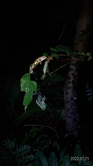 Diploderma polygonatum xanthostomum