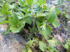 Galinsoga quadriradiata