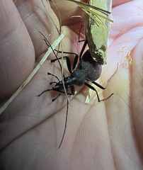 Scaphinotus angusticollis