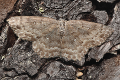 Cyclophora