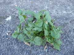 Galinsoga quadriradiata