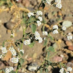 Heliotropium europaeum