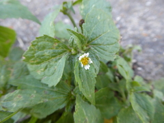Galinsoga quadriradiata