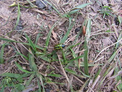 Calligrapha polyspila