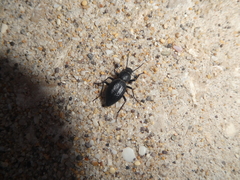 Tentyria ligurica