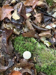 Lycoperdon echinatum