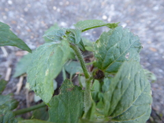 Galinsoga quadriradiata