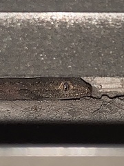 Hemidactylus turcicus