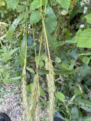 Elymus riparius
