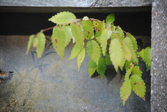 Zelkova