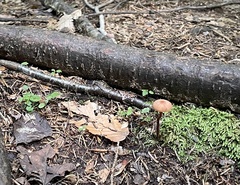 Laccaria bicolor