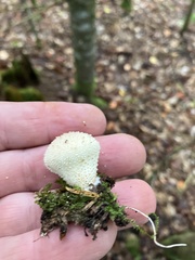 Lycoperdon echinatum