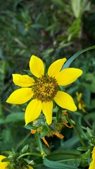 Bidens cernua