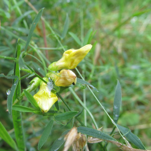Contarinia lathyri