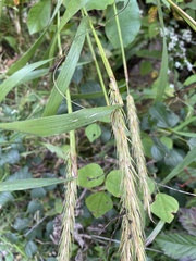 Elymus riparius