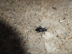 Tentyria ligurica