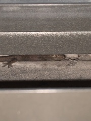 Hemidactylus turcicus