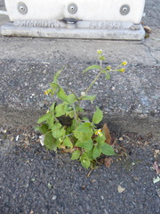 Galinsoga quadriradiata