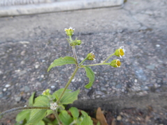 Galinsoga quadriradiata