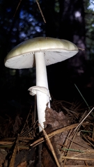 Validae