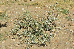 Heliotropium europaeum