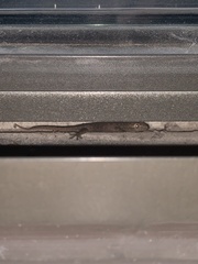 Hemidactylus turcicus