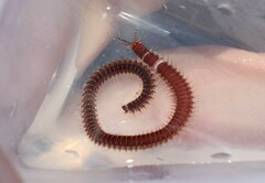 Leodice torquata