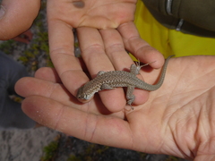 Podarcis siculus