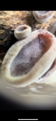 Auricularia