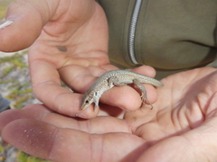 Podarcis siculus