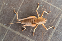 Thyreonotus bidens