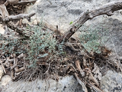 Argyrochosma microphylla