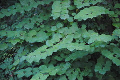 Vitis girdiana