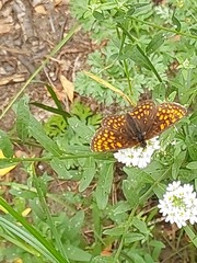 Melitaea